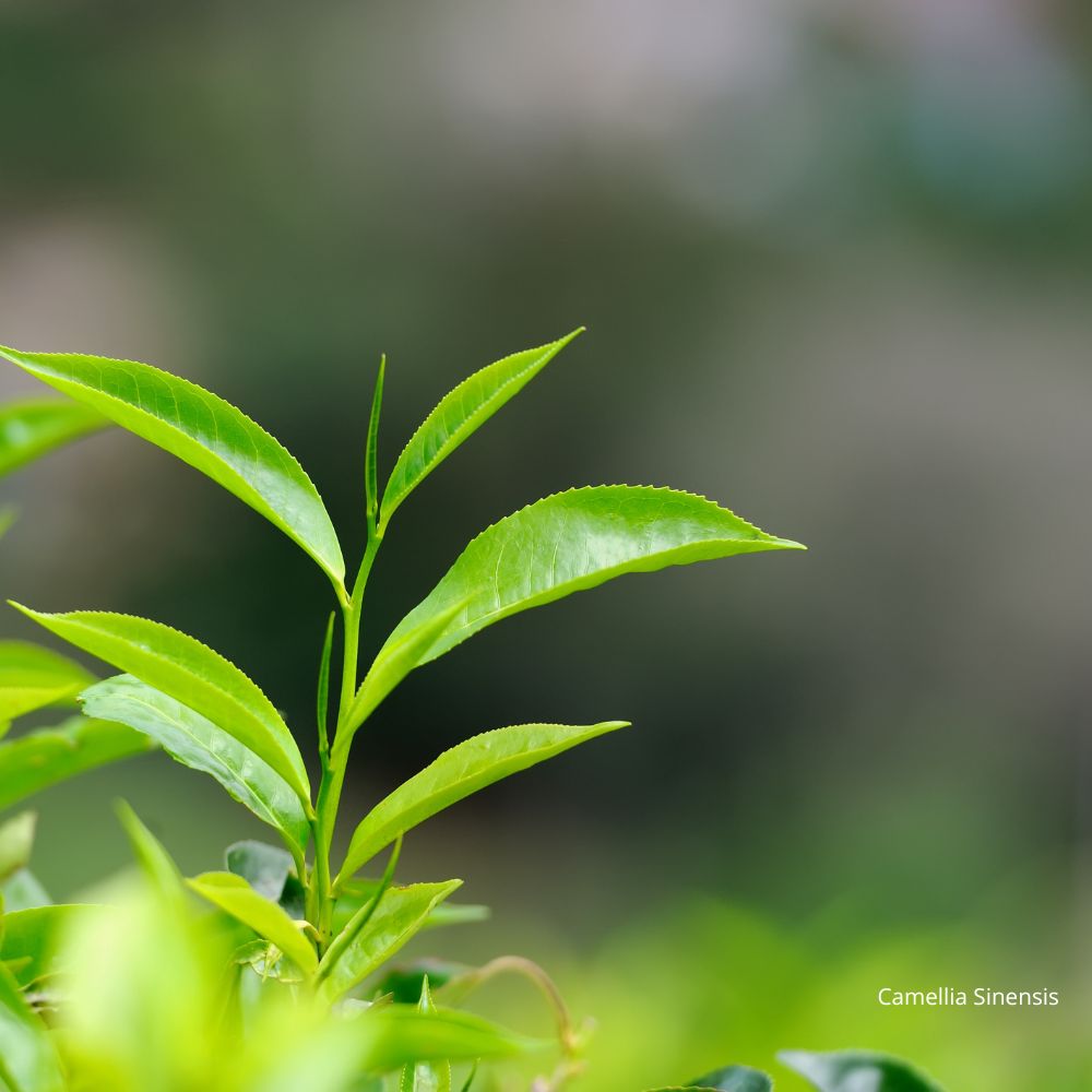 Gros plan d'une branche de Camellia Sinensis, feuilles de thé vertes