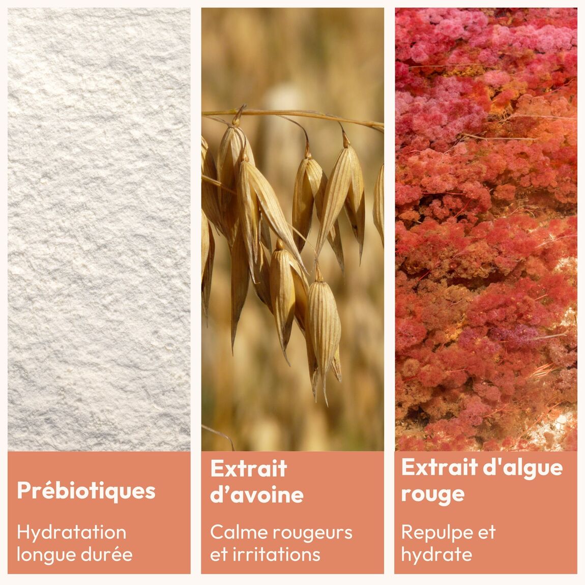 Visuel des ingrédients et actifs phares du Velouté corps douceur MiYé, prébiotiques, extrait d'avoine, extrait d'algue rouge