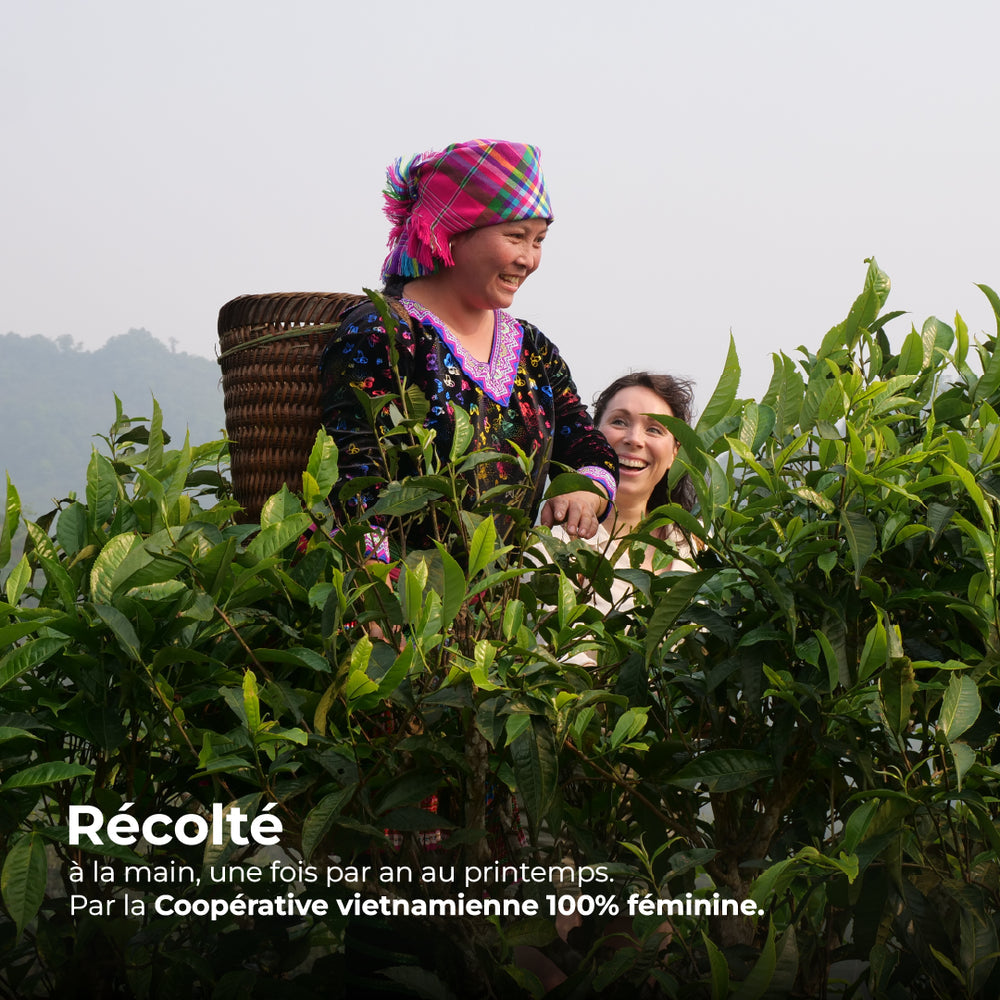 Récolte à la main du thé blanc par la coopérative vietnamienne  Léonia 100% féminine, une fois par an au printemps