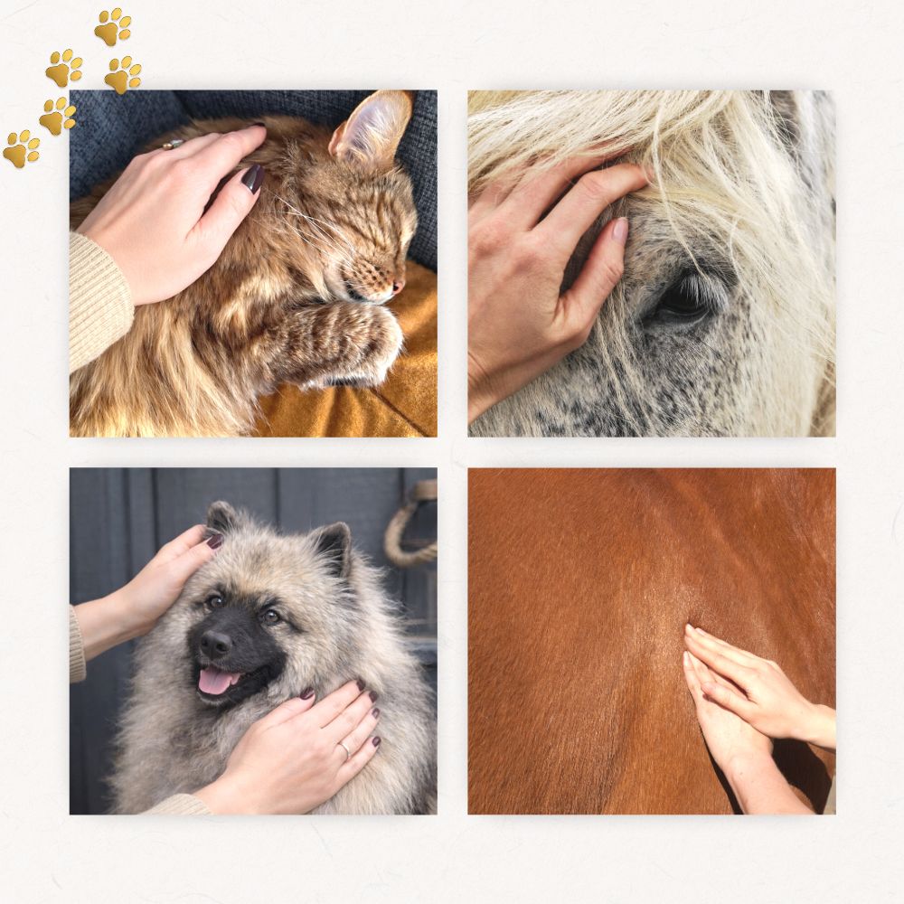 Visuel de 4 photos d'animaux, chat, chevaux, chien avec main de femme faisant un soin énergétique