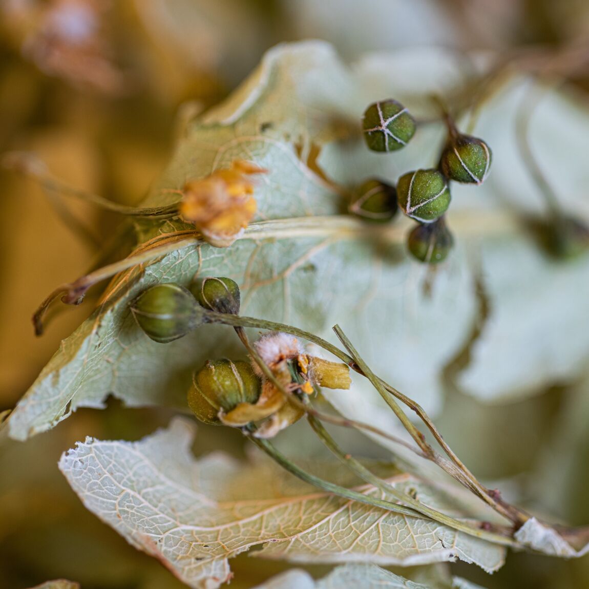 Feuilles et bourgeons séchés de Tilleul
